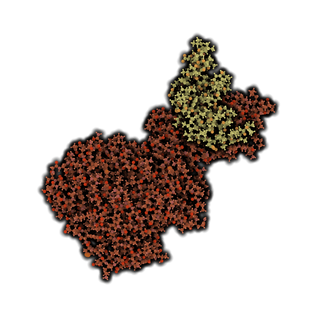 Amylase