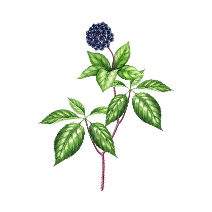 Элеутерококк